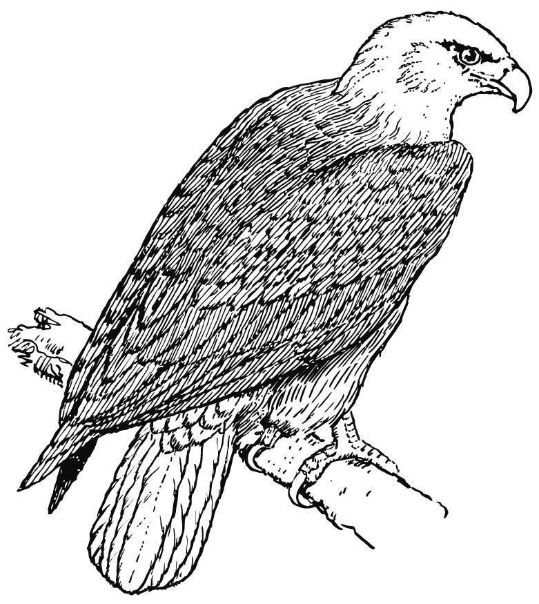 Dibujo para colorear Aguila